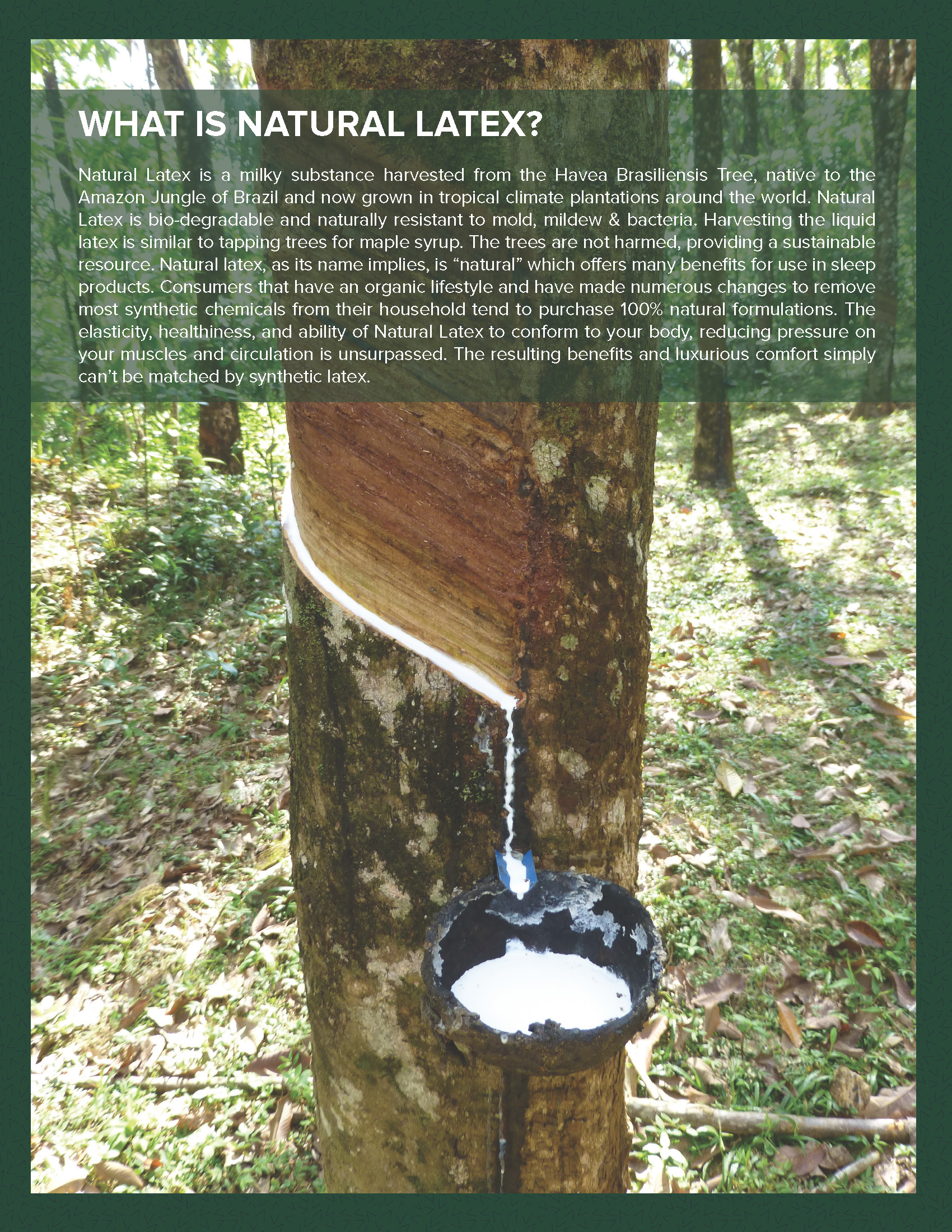 what is natural organic latex foam mattresses